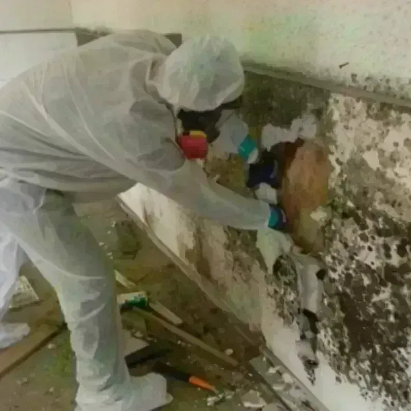 Mold Remediation and Removal in Long Prairie, MN